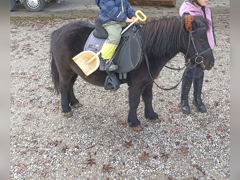 Shetland Castrone 14 Anni Morello in Kumhausen