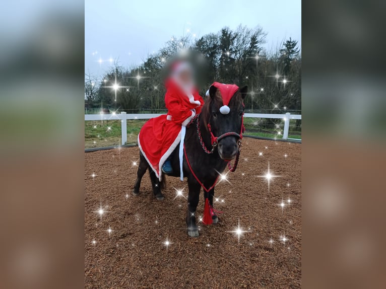 Shetland Castrone 15 Anni 100 cm Morello in Sulingen