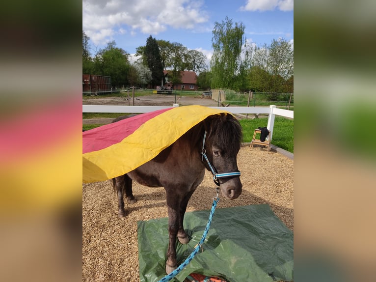 Shetland Castrone 15 Anni 100 cm Morello in Sulingen