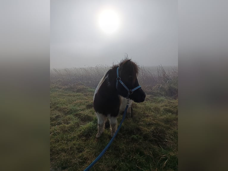 Shetland Castrone 15 Anni 100 cm Morello in Sulingen