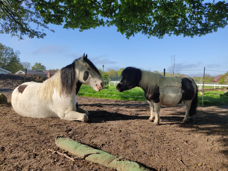 Shetland Castrone 15 Anni 100 cm Morello in Sulingen