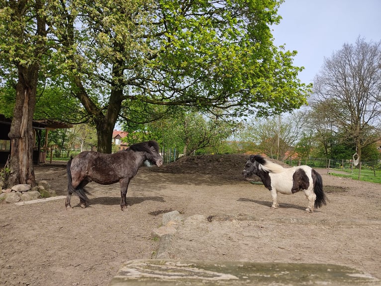 Shetland Castrone 15 Anni 100 cm Morello in Sulingen