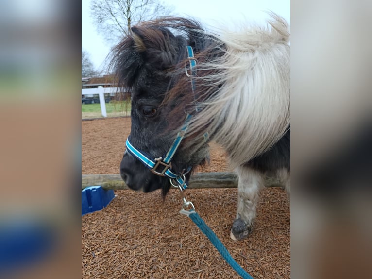 Shetland Castrone 15 Anni 100 cm Morello in Sulingen