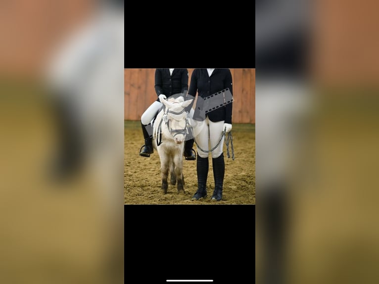 Shetland Castrone 15 Anni 102 cm Cremello in Koblenz