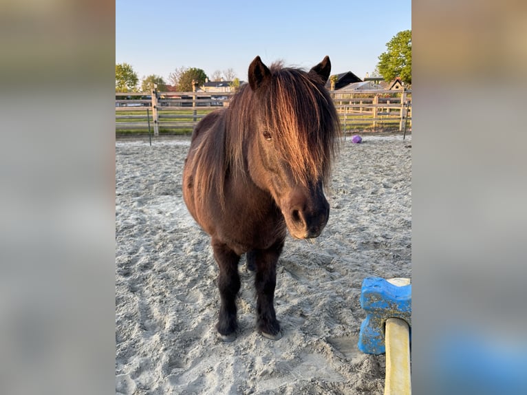 Shetland Castrone 15 Anni 102 cm Morello in Kamperland
