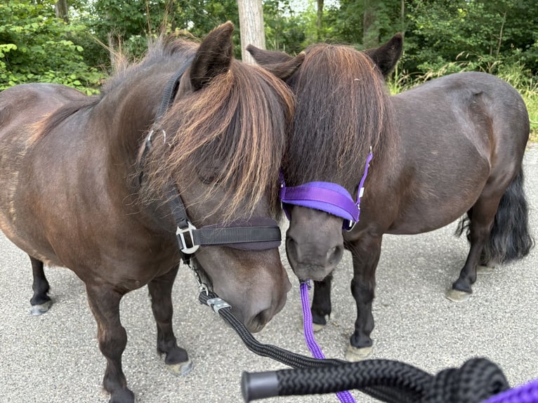 Shetland Castrone 15 Anni 102 cm Morello in Kamperland