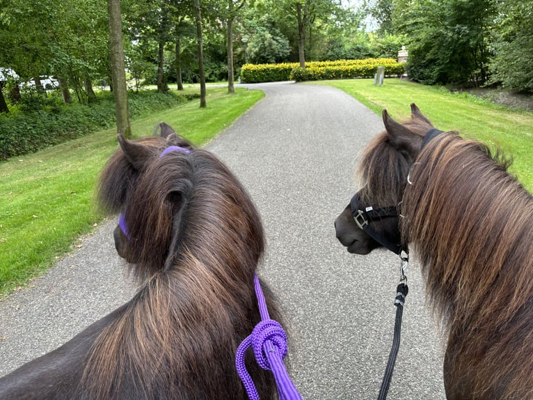 Shetland Castrone 15 Anni 102 cm Morello in Kamperland