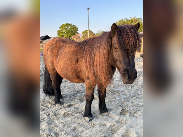 Shetland Castrone 15 Anni 102 cm Morello in Kamperland