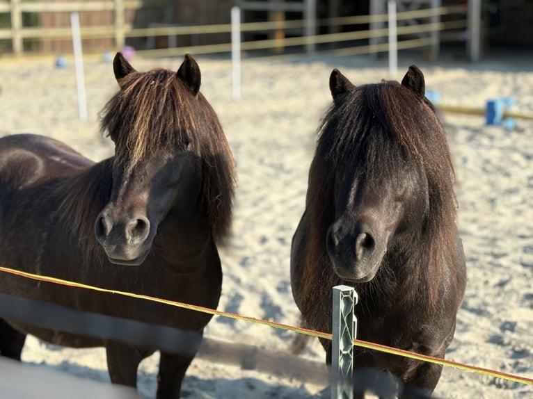 Shetland Castrone 15 Anni 102 cm Morello in Kamperland
