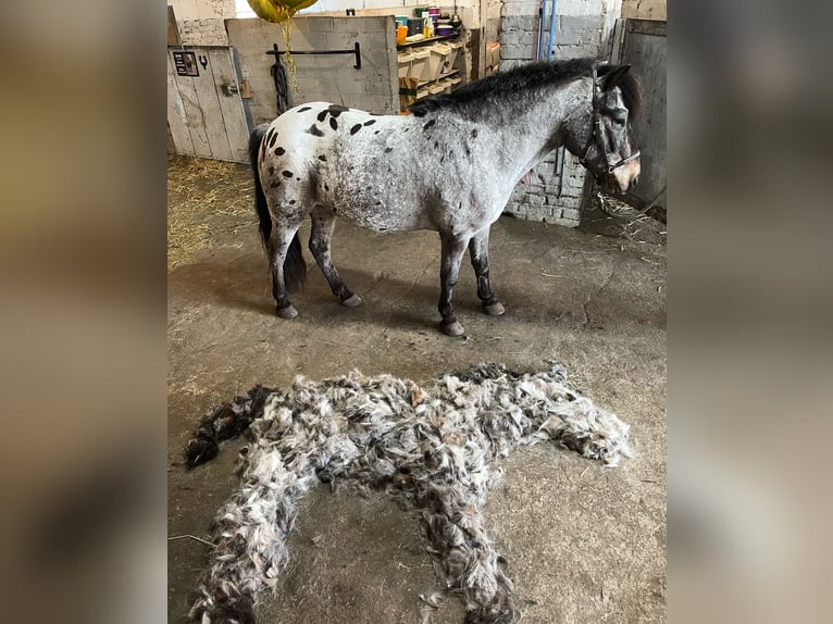 Shetland Castrone 15 Anni 110 cm Leopard in Bottrop