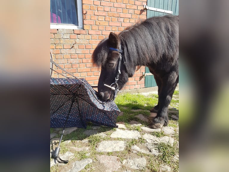 Shetland Castrone 15 Anni 110 cm Morello in Rümpel