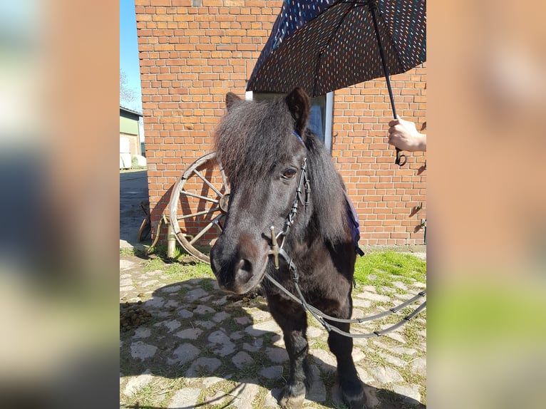 Shetland Castrone 15 Anni 110 cm Morello in Rümpel