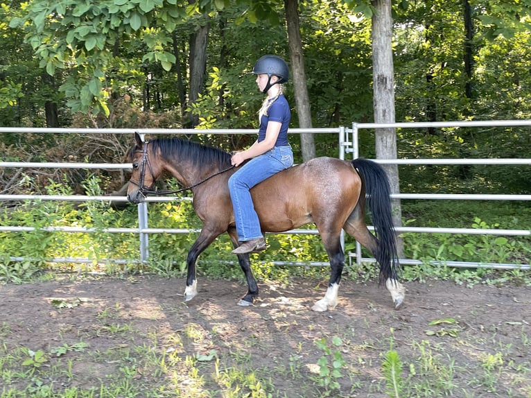 Shetland Castrone 15 Anni 114 cm Baio ciliegia in OvidOvid, NY