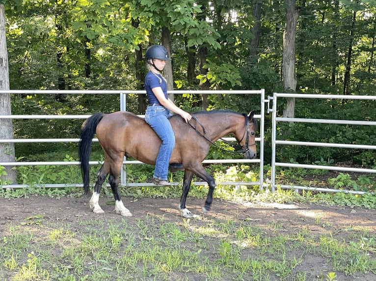 Shetland Castrone 15 Anni 114 cm Baio ciliegia in OvidOvid, NY