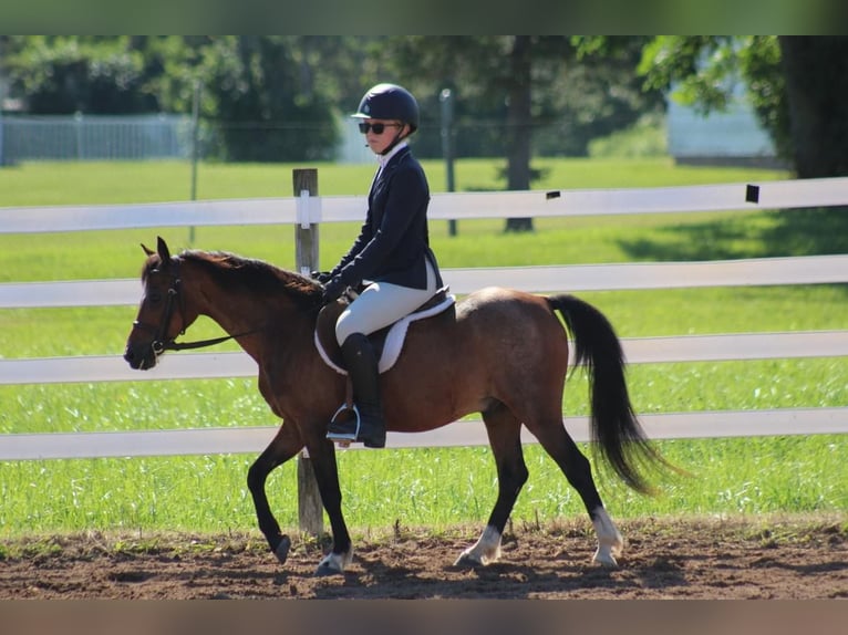 Shetland Castrone 15 Anni 114 cm Baio ciliegia in OvidOvid, NY