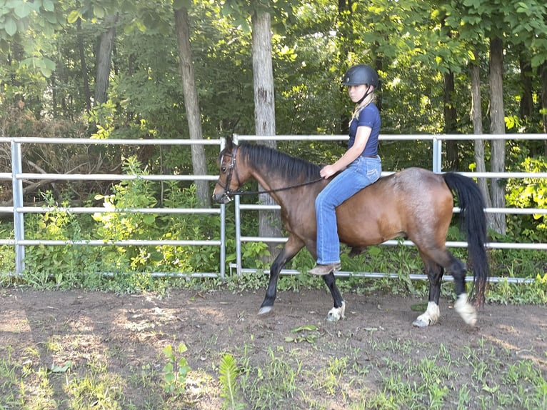 Shetland Castrone 15 Anni 114 cm Baio ciliegia in OvidOvid, NY