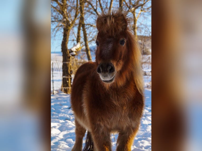 Shetland Castrone 15 Anni 95 cm Sauro in Willanzheim