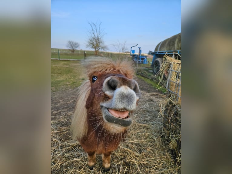 Shetland Castrone 16 Anni 84 cm Sauro in Dahme/Mark