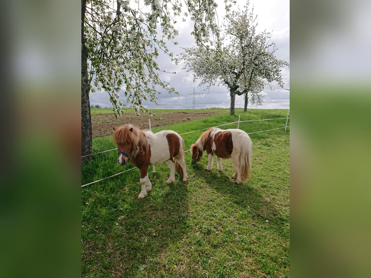 Shetland Castrone 16 Anni Pezzato in Ohrenbach