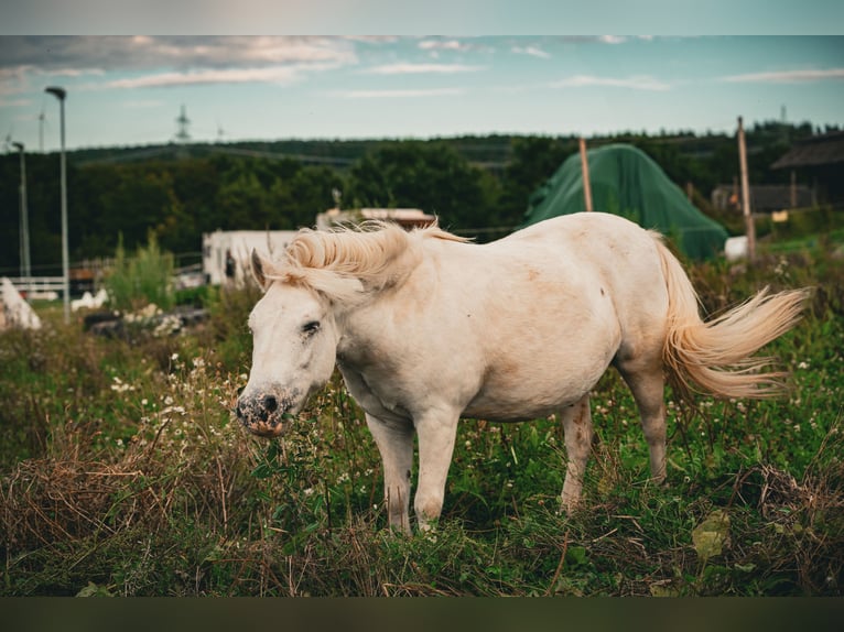 Shetland Castrone 17 Anni 110 cm  in Lohfelden