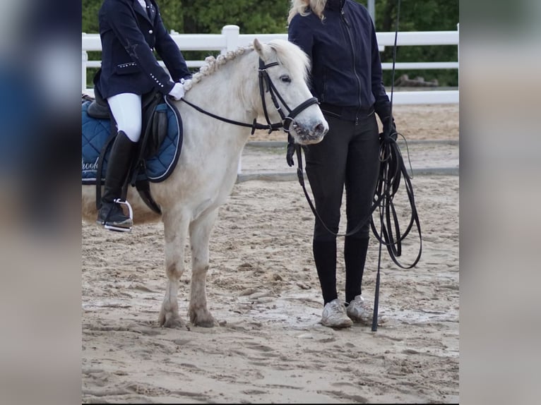 Shetland Castrone 17 Anni 110 cm  in Lohfelden
