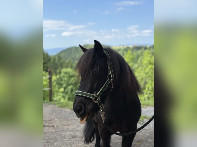 Shetland Castrone 17 Anni 111 cm Morello in Gratwein-Straßengel