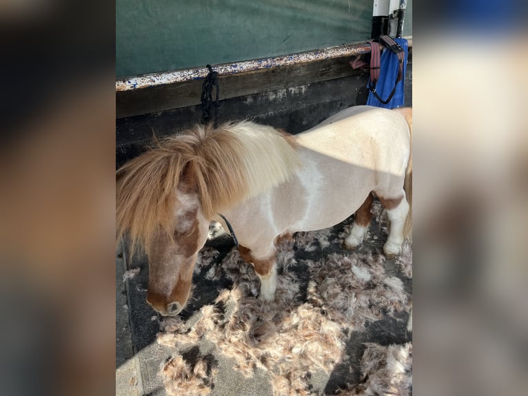 Shetland Castrone 17 Anni 90 cm Pezzato in Kappelen