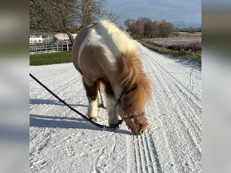 Shetland Castrone 17 Anni 90 cm Pezzato in Kappelen