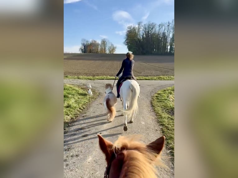 Shetland Castrone 17 Anni 90 cm Pezzato in Kappelen