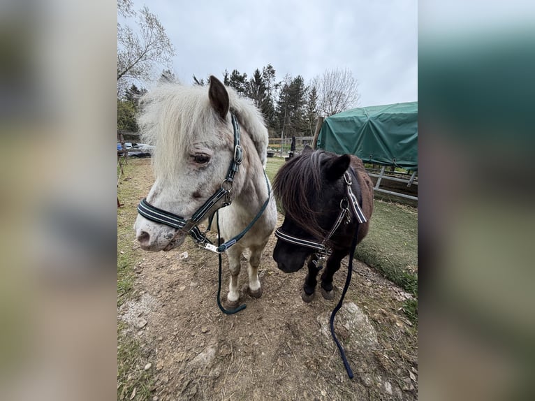 Shetland Castrone 17 Anni  in Breitenfurt bei Wien