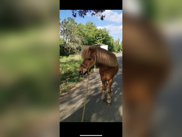 Shetland Castrone 18 Anni 100 cm Sauro in Droy&#xDF;ig