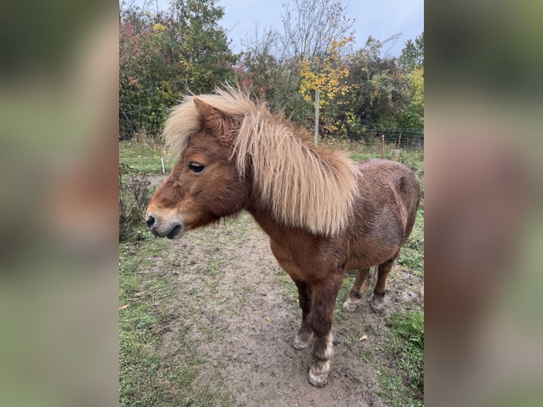 Shetland Castrone 18 Anni 100 cm Sauro in Droy&#xDF;ig