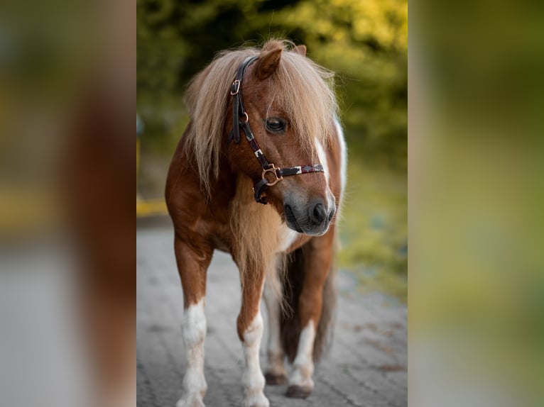 Shetland Castrone 18 Anni 93 cm Pezzato in Siegen