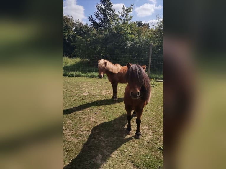 Shetland Castrone 19 Anni 100 cm Sauro in Droyßig