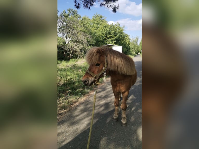 Shetland Castrone 19 Anni 100 cm Sauro in Droyßig