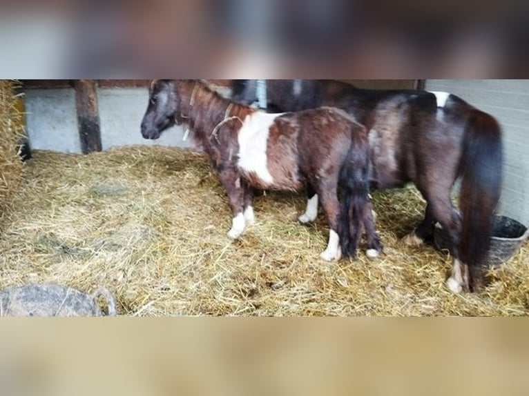 Shetland Castrone 1 Anno 80 cm Baio in BEDERO VALCUVIA