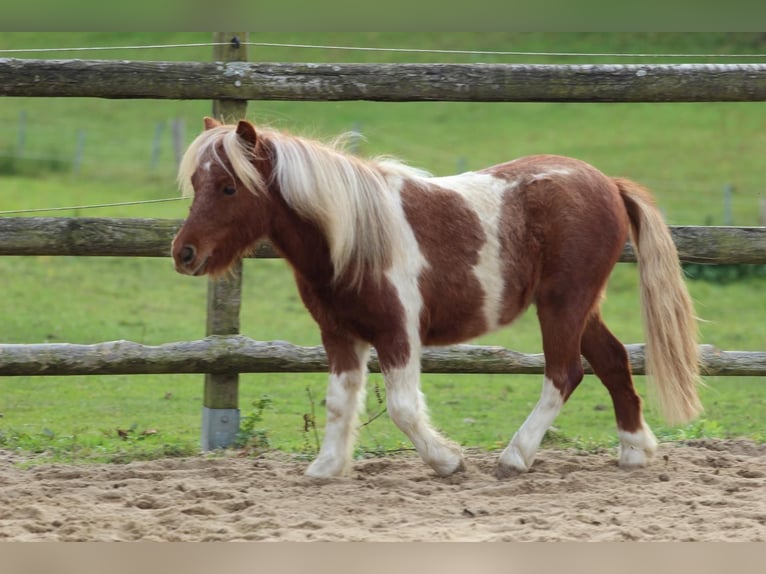 Shetland Castrone 1 Anno 98 cm Pezzato in Hamburg Lemsahl-Mellingstedt