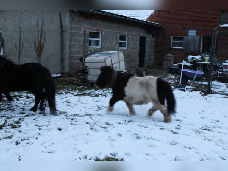 Shetland Castrone 21 Anni 87 cm Pezzato in Rahden