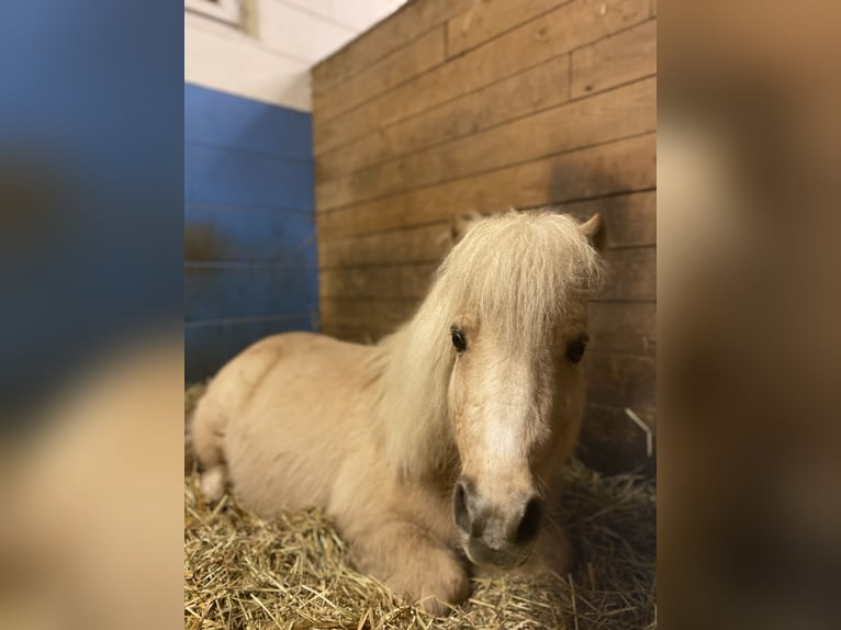 Shetland Castrone 22 Anni 100 cm Palomino in Meerbusch