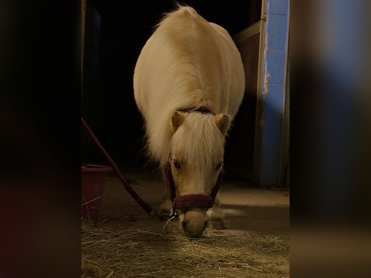 Shetland Castrone 22 Anni 100 cm Palomino in Meerbusch
