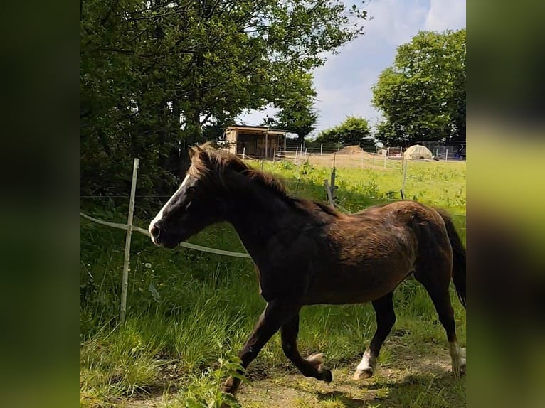 Shetland Mix Castrone 22 Anni 115 cm Baio scuro in Kiel