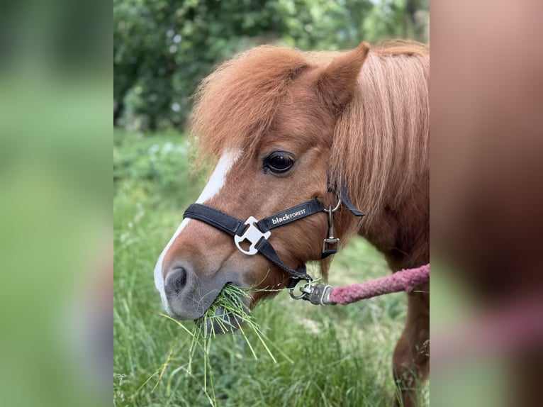 Shetland Castrone 22 Anni 90 cm Sauro in Ballenstedt