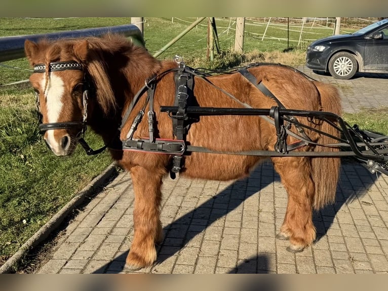 Shetland Castrone 22 Anni 90 cm Sauro in Ballenstedt