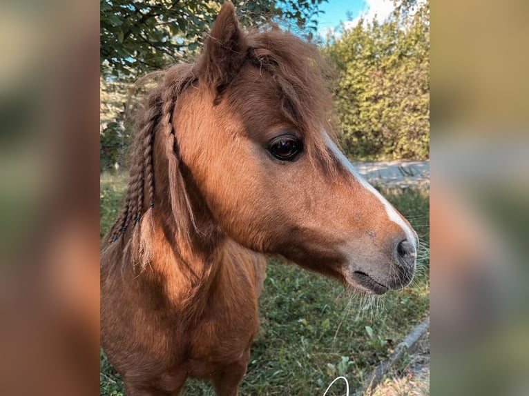 Shetland Castrone 22 Anni 90 cm Sauro in Ballenstedt