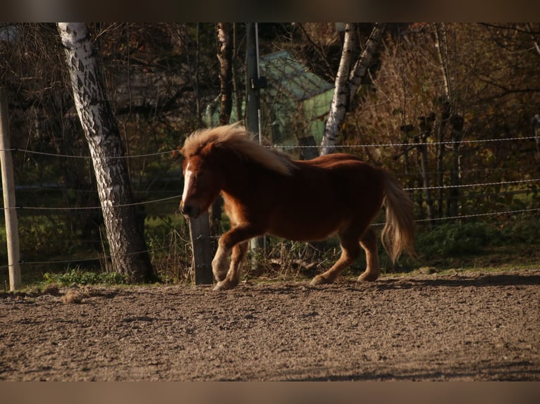 Shetland Castrone 23 Anni 107 cm Baio in Steinhöring