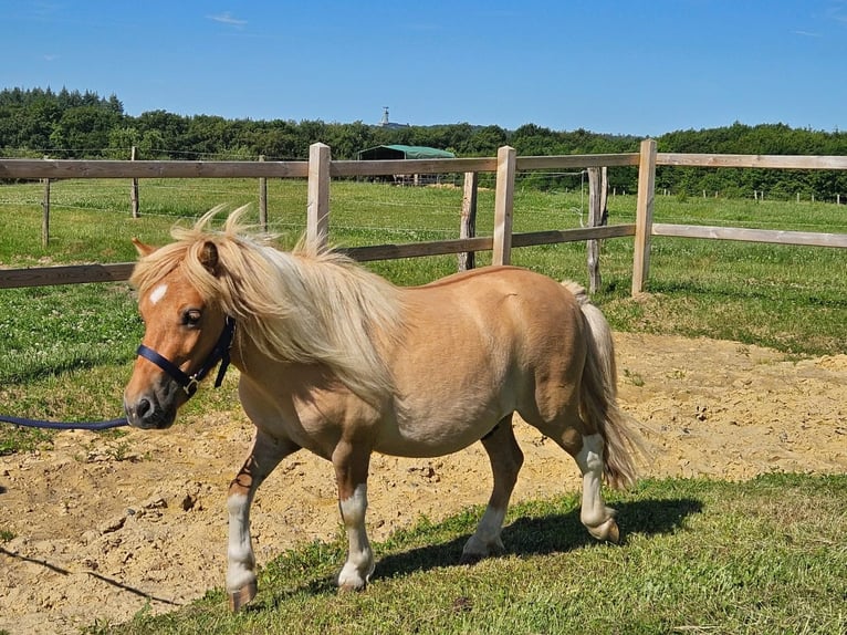 Shetland Castrone 2 Anni 102 cm Pezzato in Linkenbach