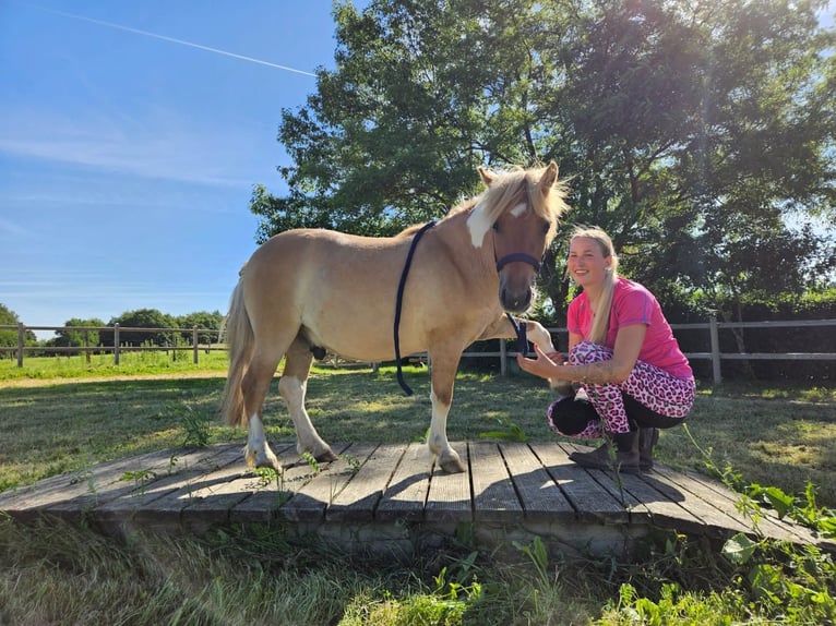 Shetland Castrone 2 Anni 102 cm Pezzato in Linkenbach