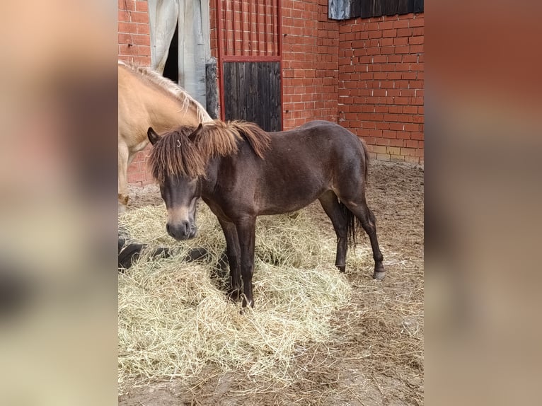 Shetland Castrone 2 Anni 109 cm Baio scuro in Coesfeld