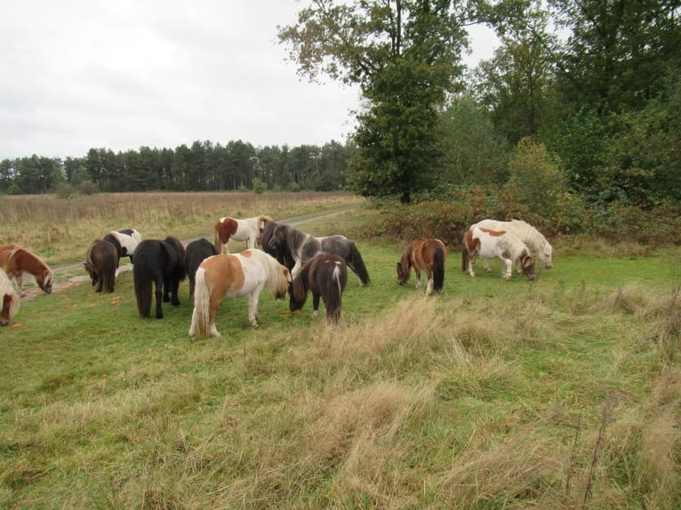 Shetland Castrone 2 Anni  in Neerkant