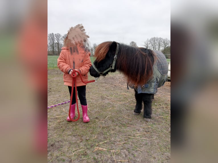 Shetland Castrone 2 Anni Morello in Boxtel